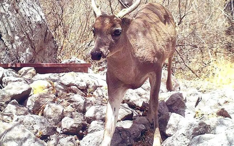 caza_venado_cola_blanca_mixteca