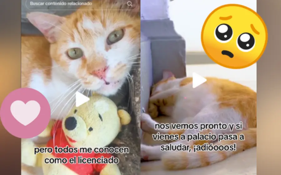 Michi