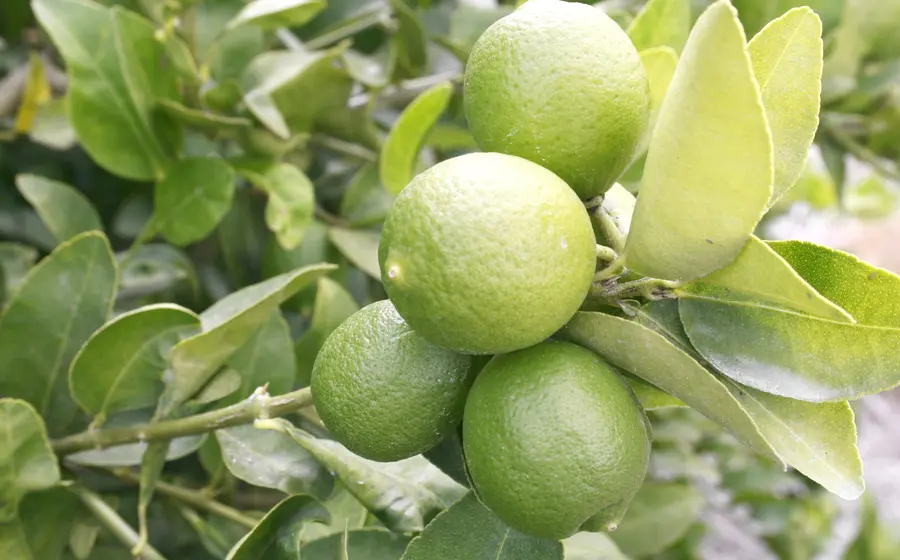 Limón