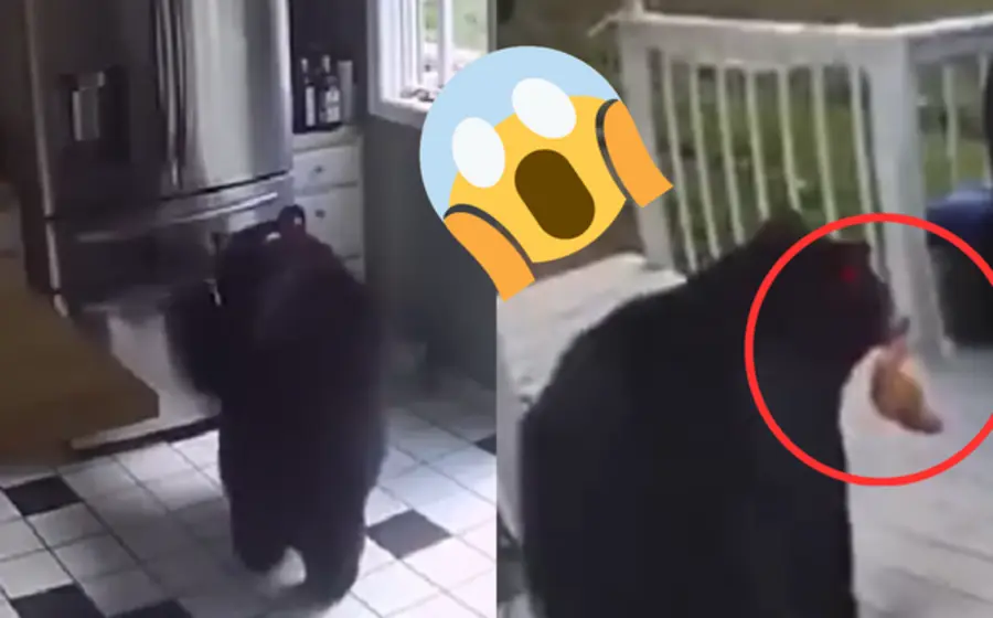 Oso