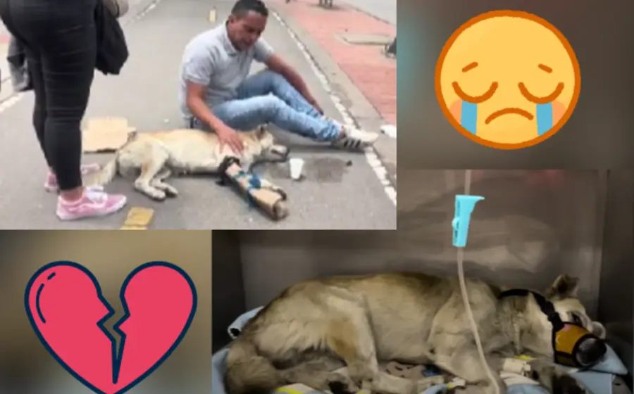 Perro