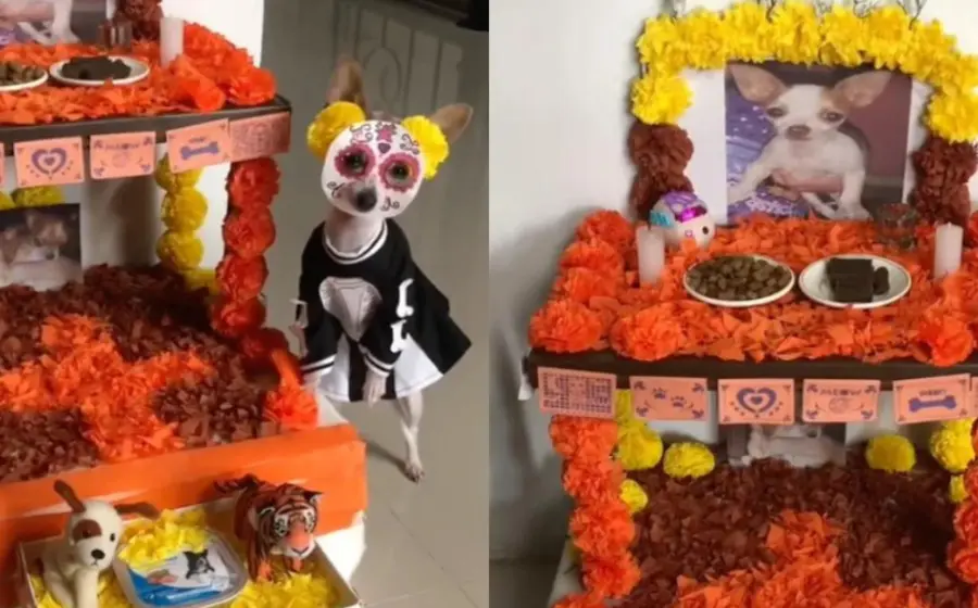 altar_para_mascotas_fallecidas