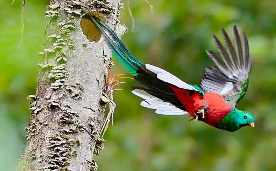 especies_comercializadas_en_peligro_extincion