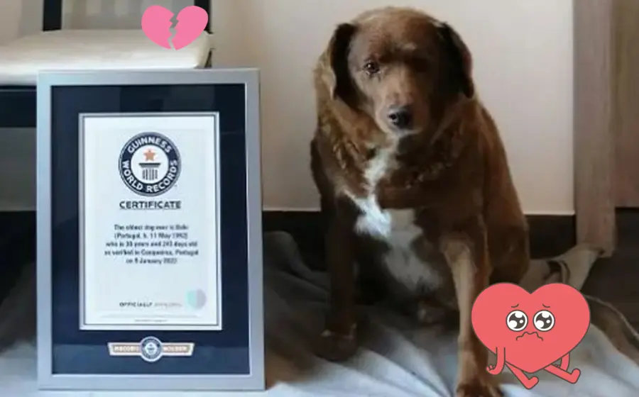 bobi-perro-fallece-record-longevidad (1)