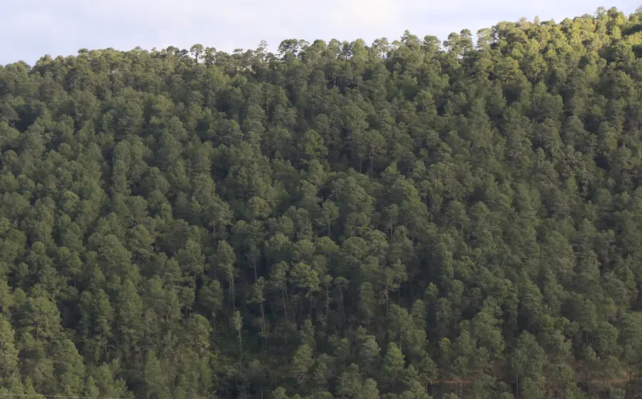 bosque