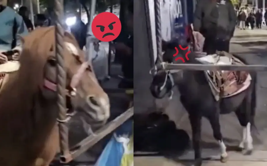 burros-ponys