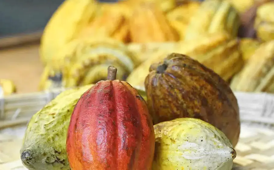 Cacao