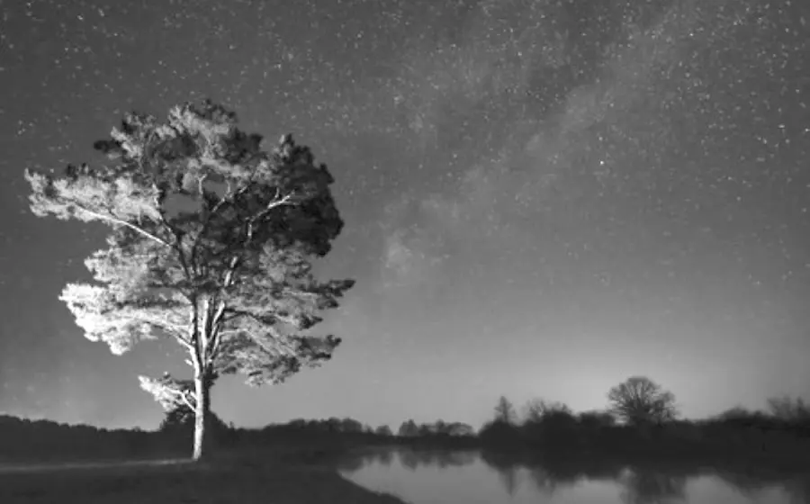 paisaje-arbol