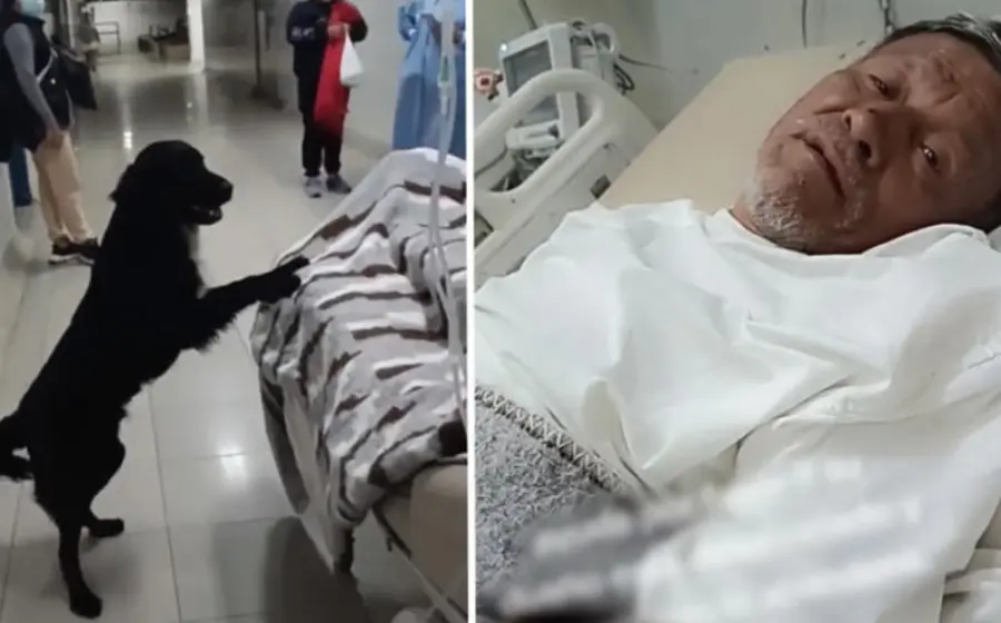 enfermo_terminal_pide_adopten_perrito