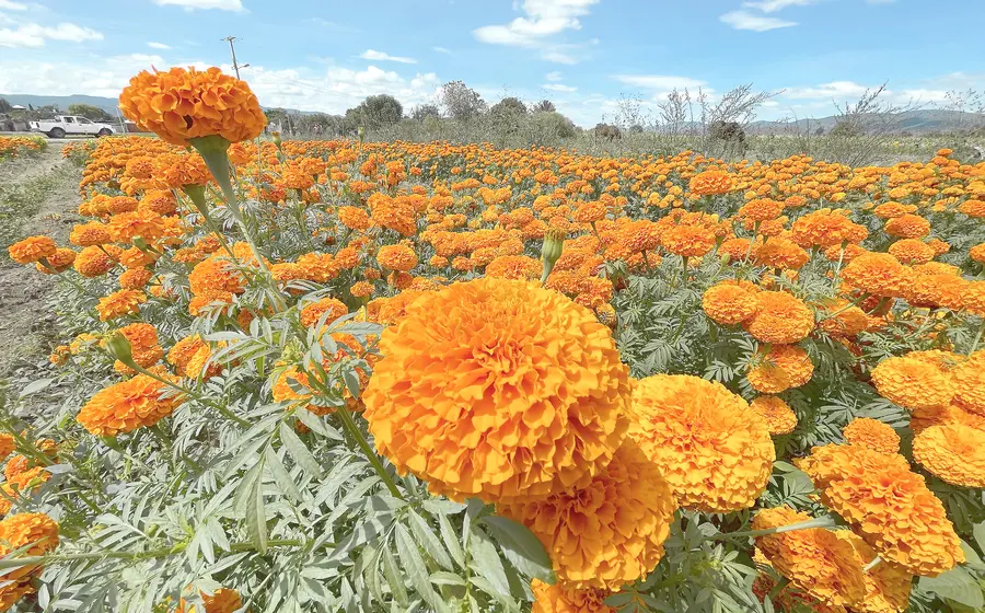 flor-cempasuchil-oaxaca