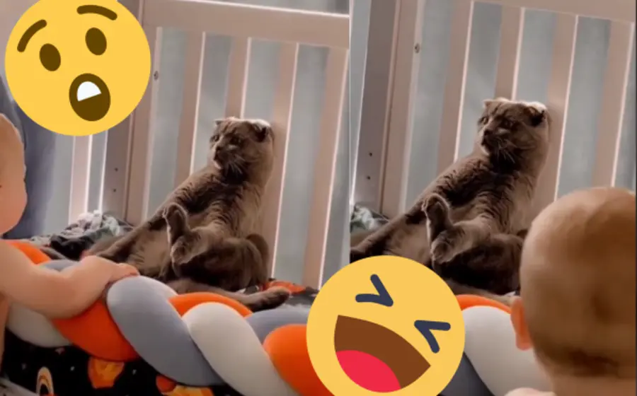 Gato