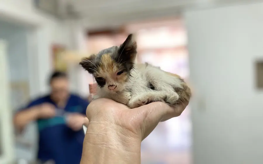 gato