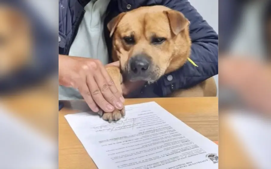lomito_boris_firma_contrato_laboral
