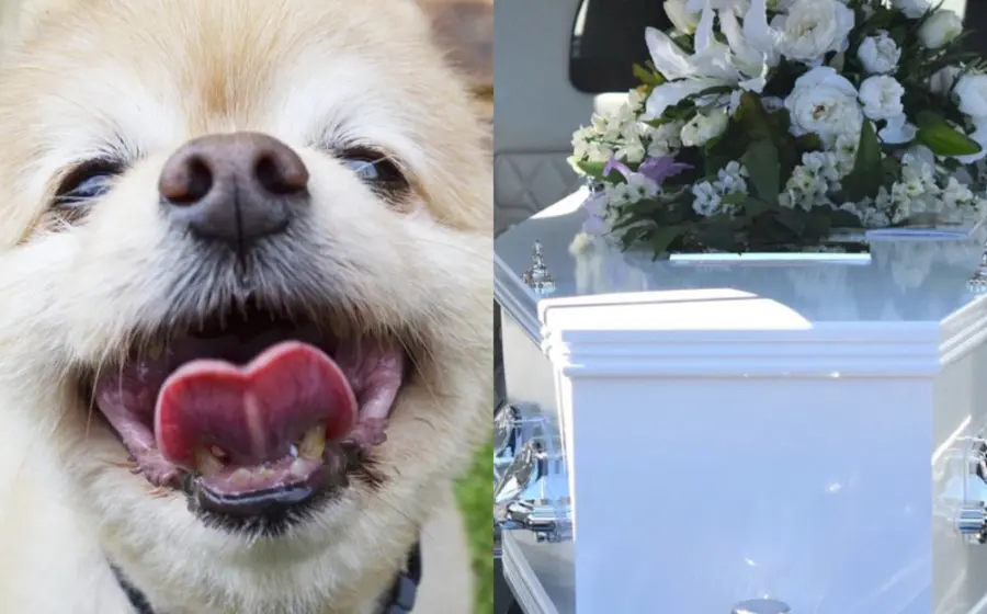 lomito_cae_fosa_en_pleno_funeral