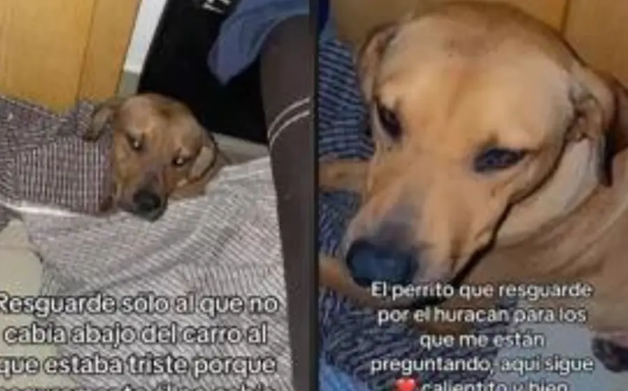 lomito_rescatado_en_huracan