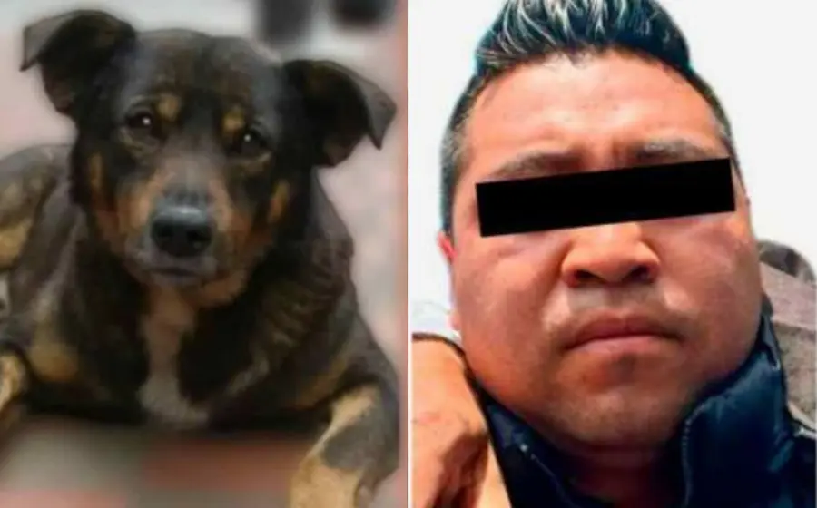 condenan_sujeto_arrojo_perrito_cazo