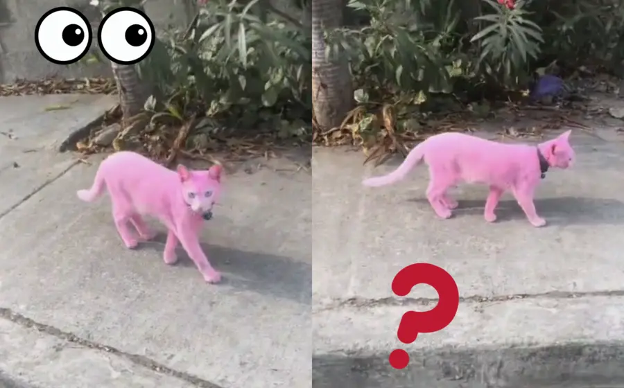 michi-pintado-rosa