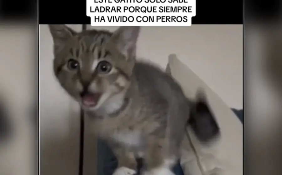gatito_aprende_a_ladrar