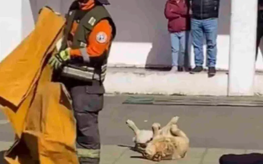 perrito_se_hace_el_muertito