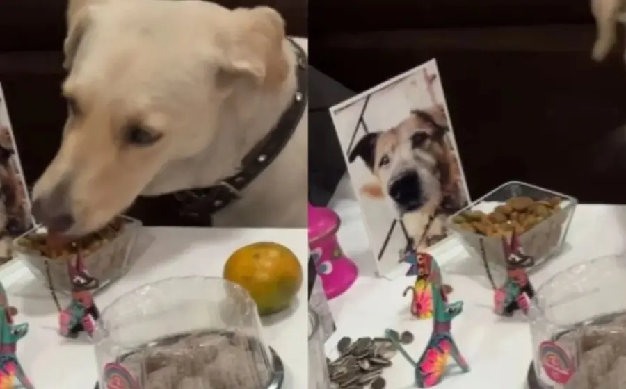 lomito_saquea_altar_muertos_dedicado_perrito