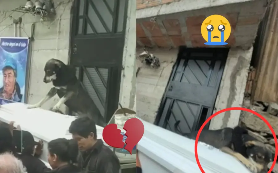 perro-ataud-acostado