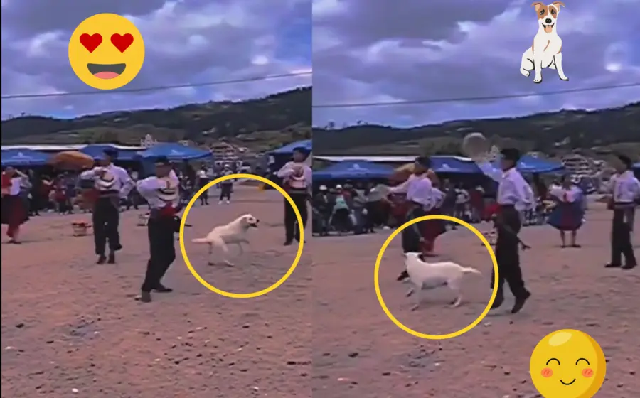 perro-bailando
