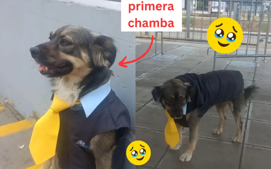 perro-estacion-autobuses