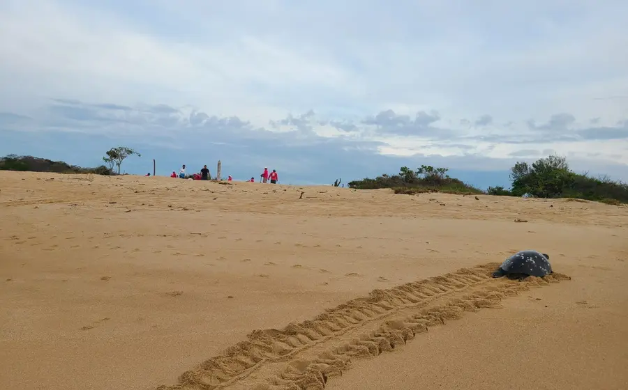 tortuga-en-playa-oaxaca