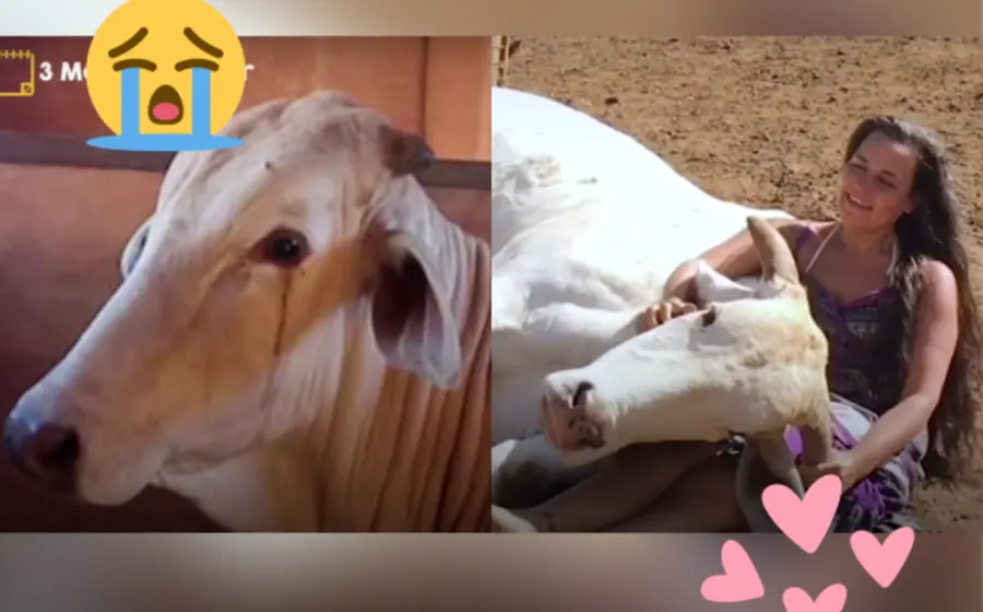 Toro rescatado