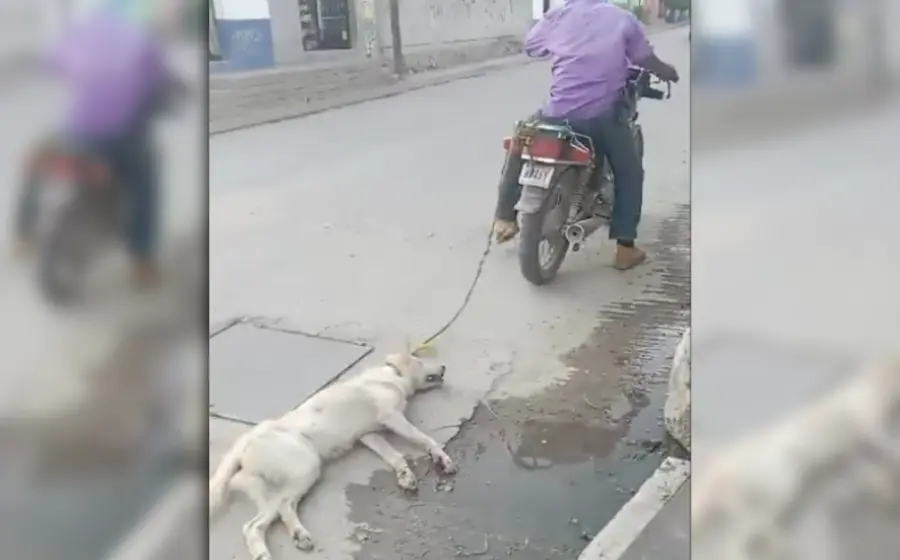 arrastran_perrito_moto_soledad_etla