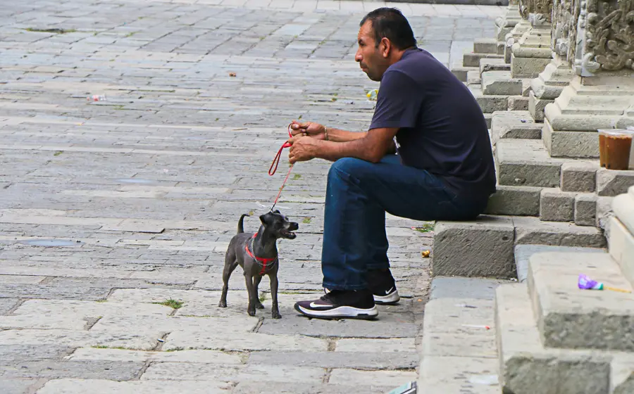 Mascota