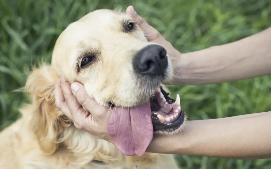 denuncian_as3sinato_de_dos_perros