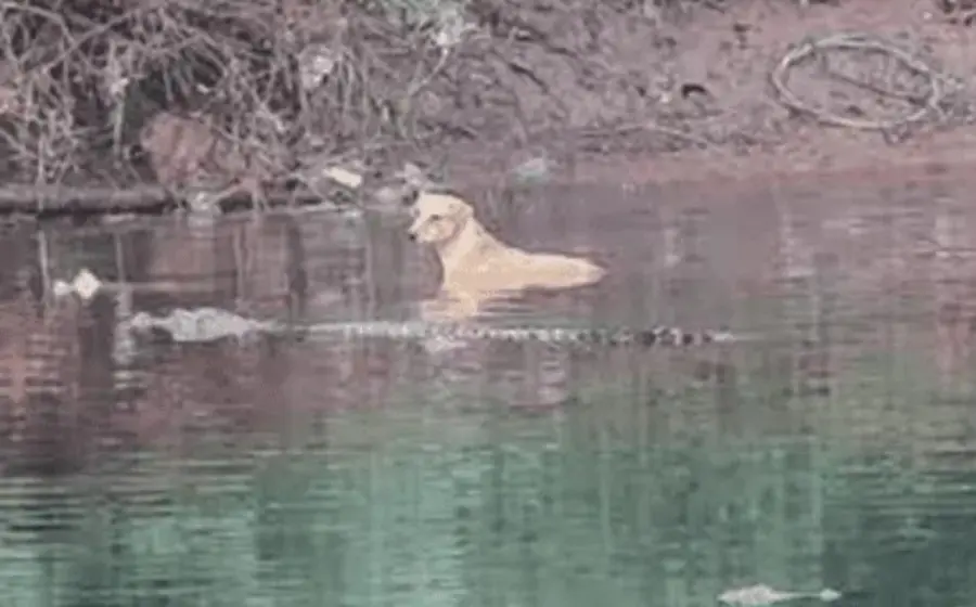 cocodrilos_ayudan_perro_en_rio