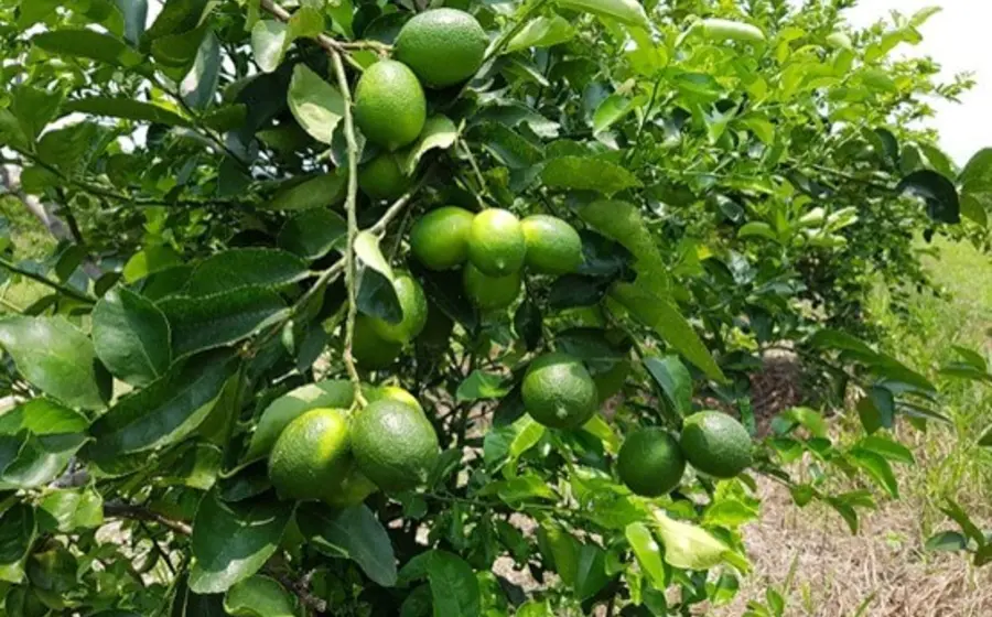 limones1