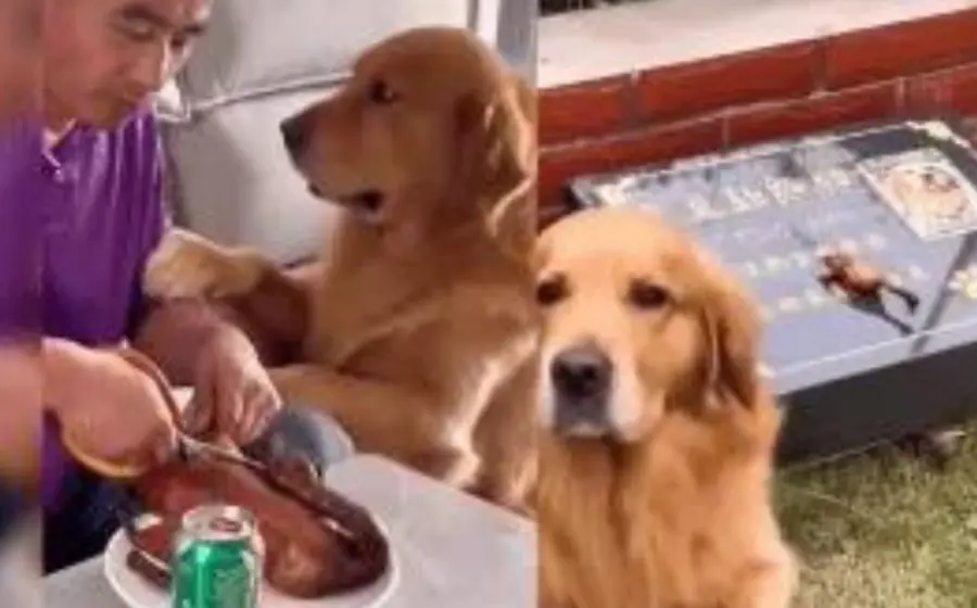 lomito_lleva_carne_tumba_amigo