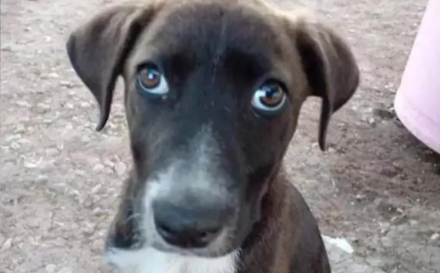 reportan_9_casos_maltrato_animal_mixteco