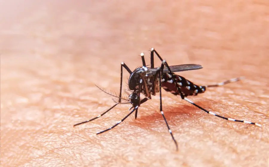 mosquito-dengue
