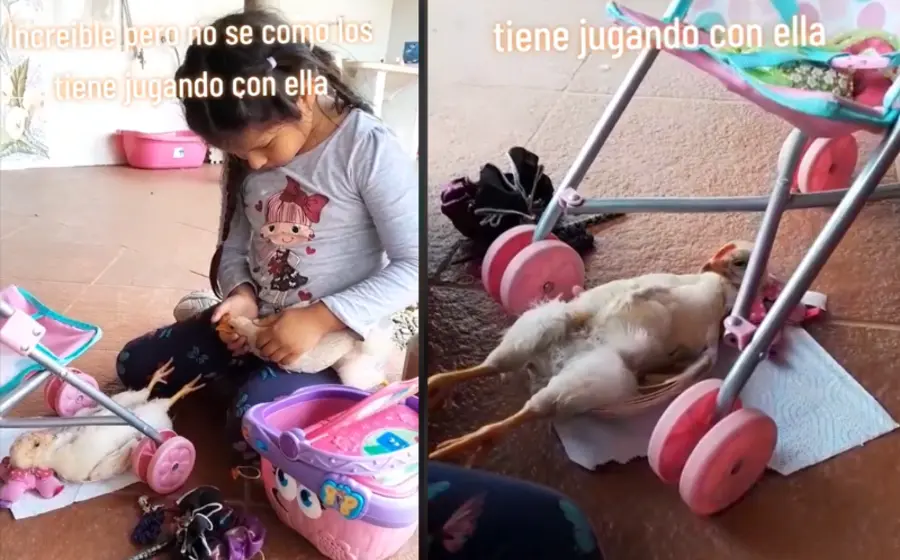 niña_juega_con_pollos