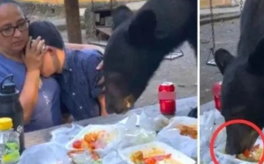 oso_devora_comida_de_familia