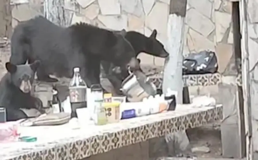 osos_se_roban_cazuela_carnita