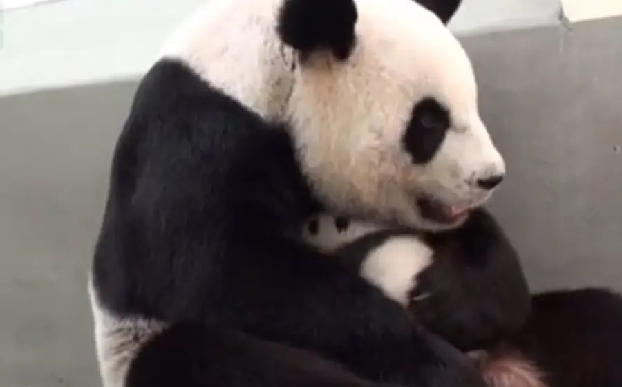 panda_madre_reencuentra_cria