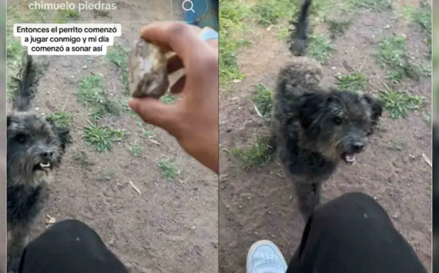 lomito_juega_con_piedra