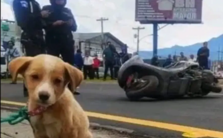 perrita_quda_hu{erfana_humana_muere