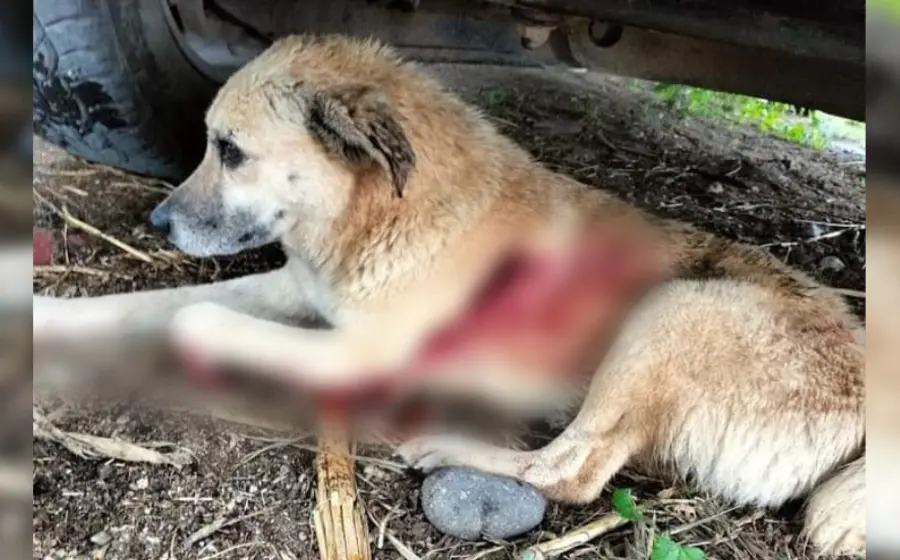 perro-disparado-herido