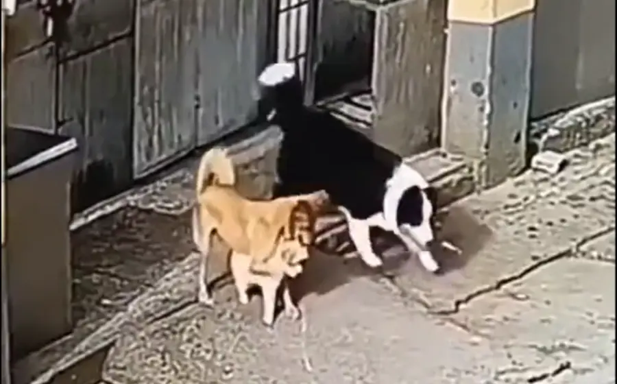 lomito_cubre_a_cachorro