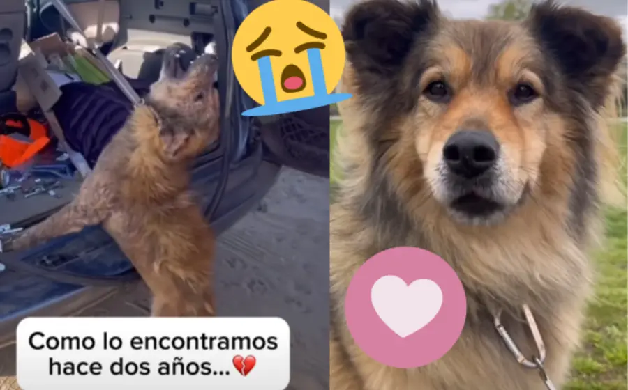 _ perro-encontrado-portada