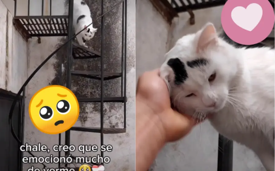 _gato-encuentro-portada