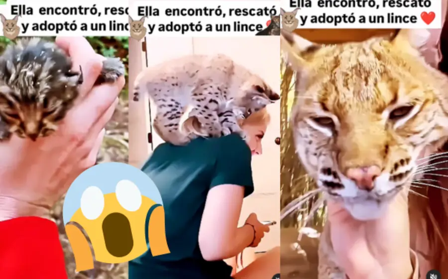 _gato-lince-portada