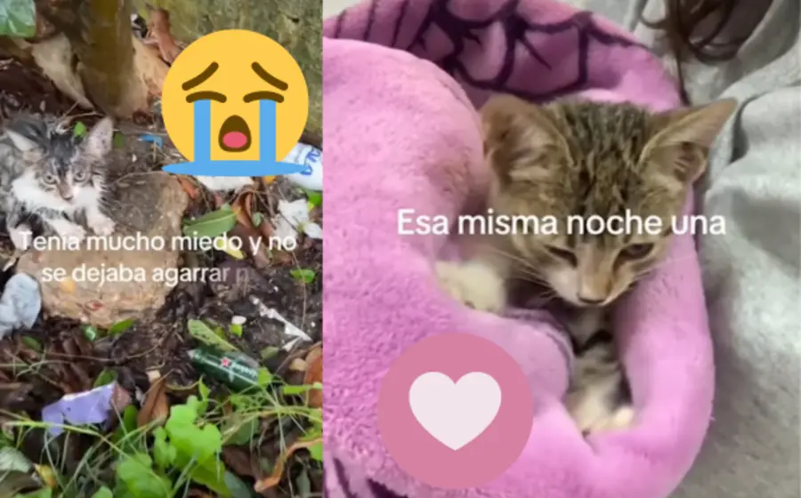 _gato-lluvia-portada