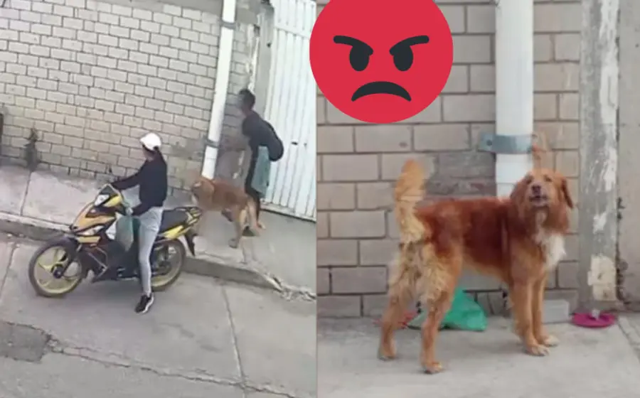 captan_pareja_abandona_perrito_calle